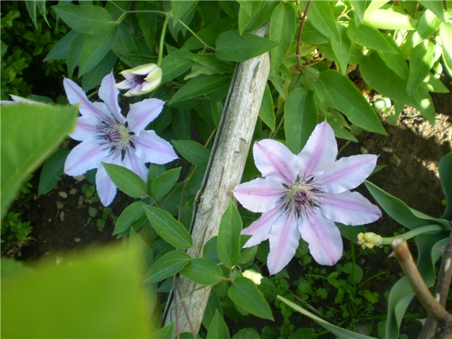 clematis